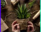 14 Gifts Ideas for Plant Lovers That Go Above and Beyond More Plants