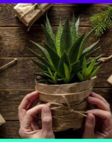 14 Gifts Ideas for Plant Lovers That Go Above and Beyond More Plants