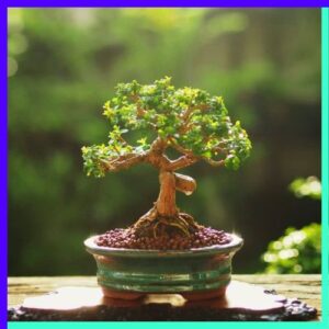 Bonsai Tree (Ficus retusa, Pine)