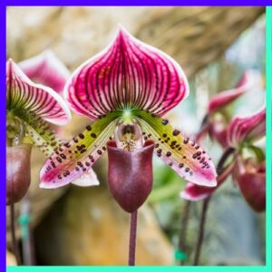 Gold of Kinabalu Orchid (Paphiopedilum Rothschild Anum)