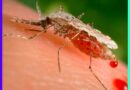 Massachusetts Towns on High Alert as deadly Mosquito Virus Strikes