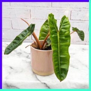 Philodendron Billietiae