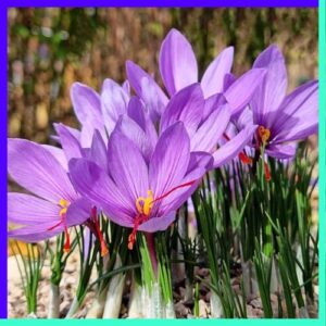 Saffron Crocus (Crocus sativus)