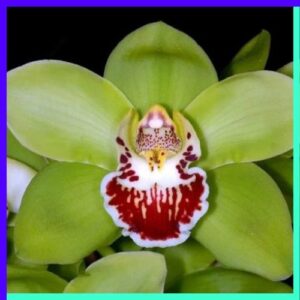 Shenzhen Nongke Orchid