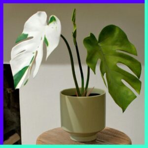 Variegated Monstera